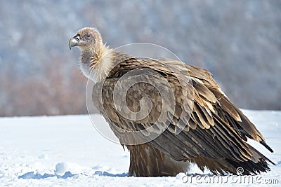 Griffon Vulture in Winter Landscape Stock Photo