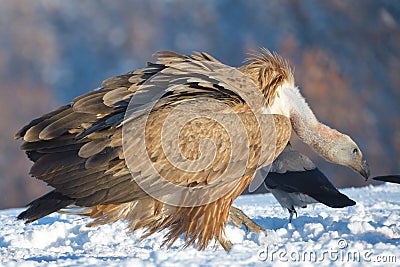 Griffon Vulture in Winter Landscape Stock Photo