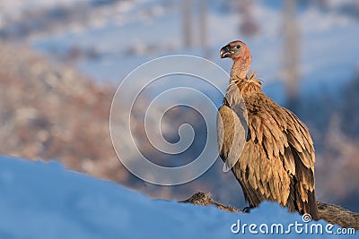 Griffon Vulture in Winter Landscape Stock Photo