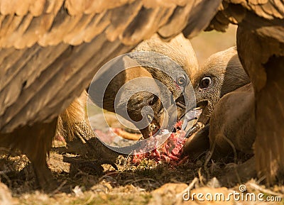 Griffon vultures feeding Stock Photo