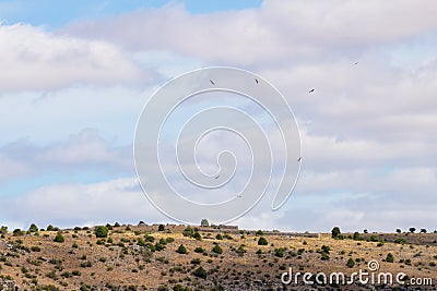 Griffon vultures in Hoces del Rio DuratÃ³n National Park, Spain Stock Photo