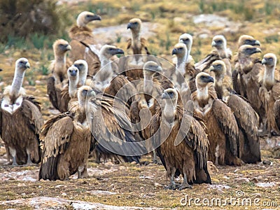 Griffon vultures resting in tree Stock Photo