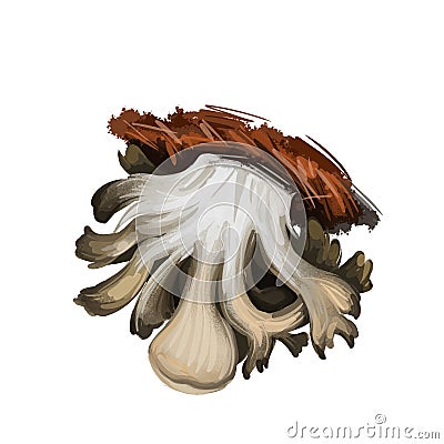Grifola frondosa polypore mushroom grows in clusters at trees, hen of the woods, rams and sheeps head. Edible fungus isolated on Cartoon Illustration