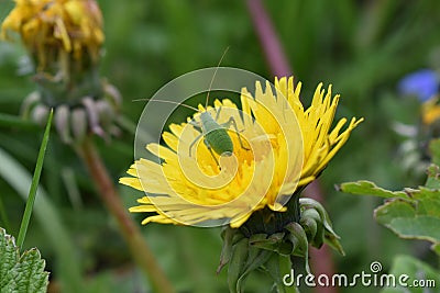 Grig on the blooming yellow color of a dandelion. Stock Photo