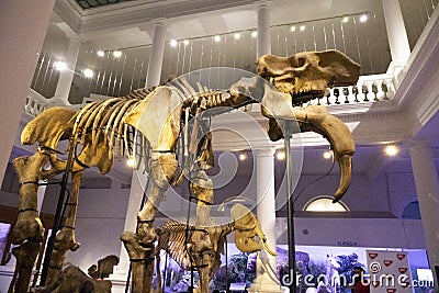 Grigore Antipa National Museum of Natural History. Mammoth skeleton. 19 february 2023. Romania, Bucharest Editorial Stock Photo