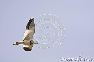 Grijskopkievit, Grey-headed lapwing, Vanellus cinereus Stock Photo