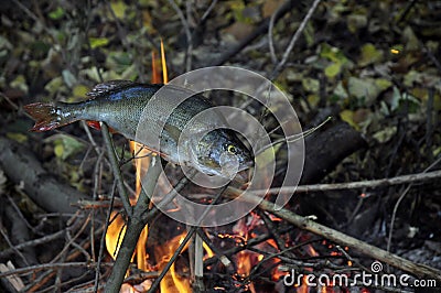 Grilled fish on natural Stock Photo