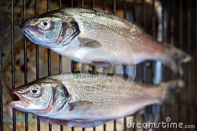 Grilled whole fresh bass Stock Photo