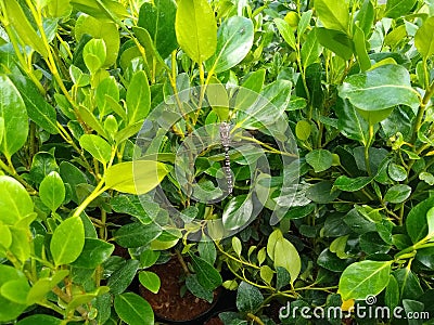 Griselinia littoralis `Green Horizon` with Dragonfly Stock Photo