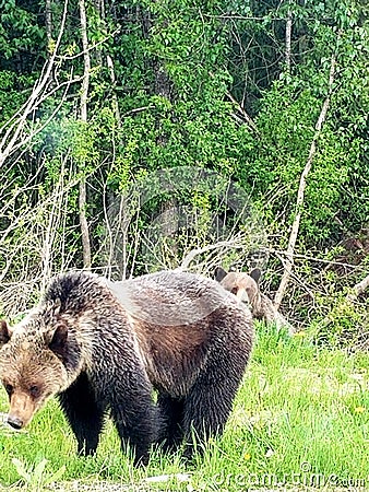 Grizzle bears Stock Photo