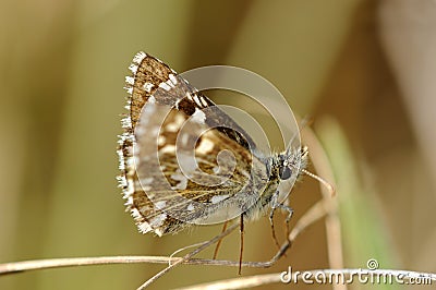 Grizzled skipper, Stock Photo