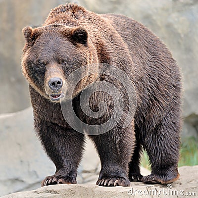 Grizzly bear Stock Photo