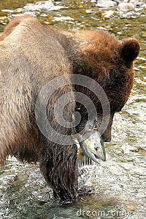 Grizzly bear Stock Photo