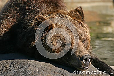 Grizzly bear Stock Photo