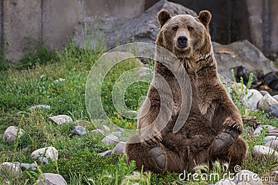 Grizzly bear Stock Photo