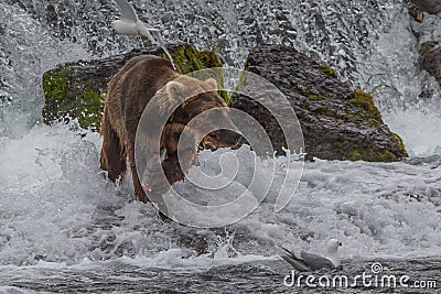 Grizzly bear in Alaska Katmai National Park hunts salmons Ursus arctos horribilis Stock Photo