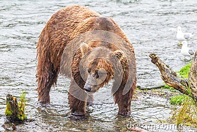 Grizzly bear in Alaska Katmai National Park Stock Photo