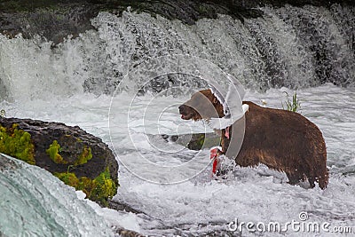 Grizzly bear in Alaska Katmai National Park Stock Photo