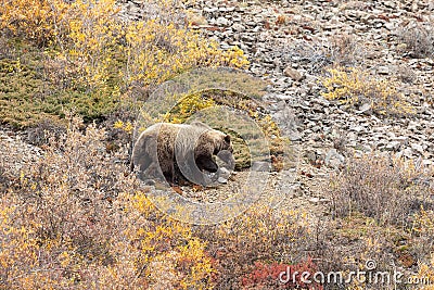 Grizzly Bear on the Alaska Tundra in Autumn Stock Photo