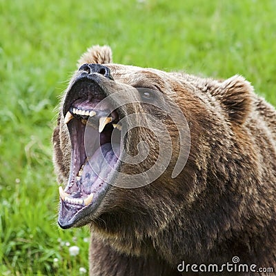 Grizzly Bear attack closeup mouth growl teeth growling fear Stock Photo