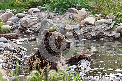 Grizzly Bear Bath Stock Photo