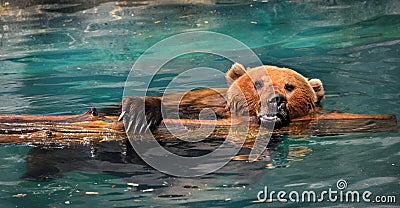 Grizzly Bear Behavior Stock Photo