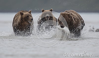 A grizzly bear carrying a Salomon, pursued by two grizzly bears, in Katmai. Stock Photo