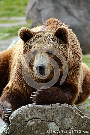 Grizzly bear closeup lounging on a log Stock Photo