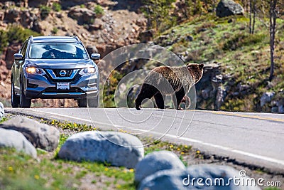 Grizzly bear crossing the road, Yellowstone National Park, WY Editorial Stock Photo