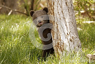 Grizzly Bear Cub Stock Photo