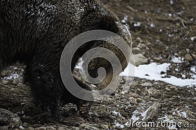 Grizzly Bear Felicia in Bridger Teton National Forest Stock Photo