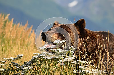 Grizzly bear in field flowers in Alaska Stock Photo