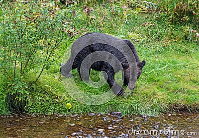 Grizzly Bear, Fish Creek, Alaska, USA Stock Photo