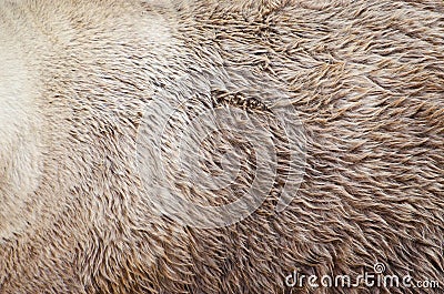 Grizzly bear fur texture Stock Photo