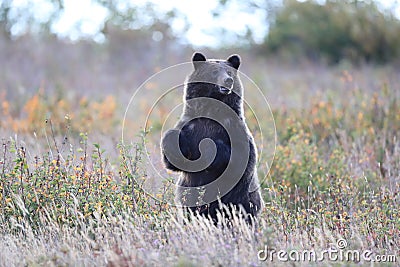 Grizzly Bear Glacier NP Montana USA Stock Photo