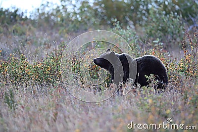 Grizzly Bear Glacier NP Montana USA Stock Photo