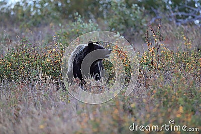 Grizzly Bear Glacier NP Montana USA Stock Photo