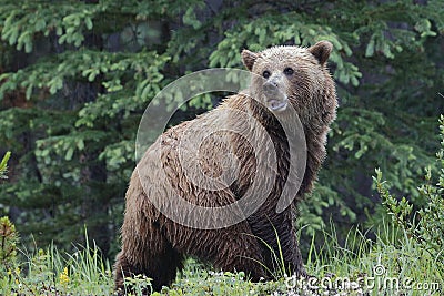 Grizzly Bear - Jasper National Park Stock Photo