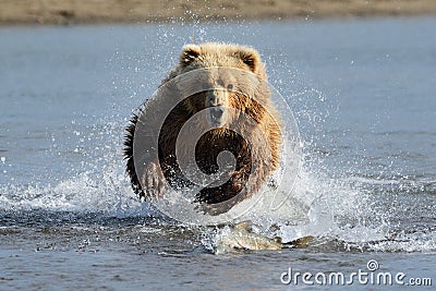 Grizzly Bear Stock Photo