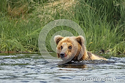 Grizzly bear Stock Photo