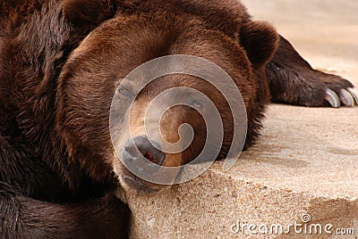 Grizzly bear pillow Stock Photo