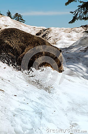 Grizzly Bear Stock Photo