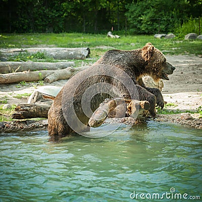grizzly bear shakes water after a swim in the lake Stock Photo