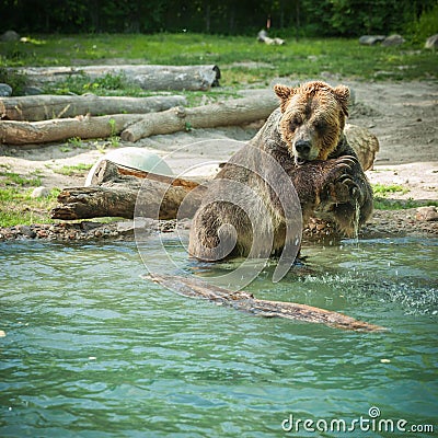 grizzly bear shakes water after a swim in the lake Stock Photo
