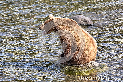 Grizzly bear sits on a rock in the river in Katmai, AK Stock Photo