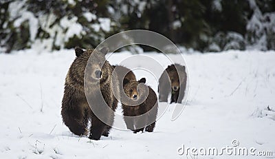 Grizzly Bear Stock Photo