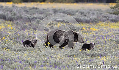 Grizzly bear sow and two cubs Stock Photo