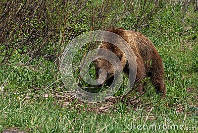 Grizzly bear sub-adult foraging along the side of Moose-Wilson Road Stock Photo