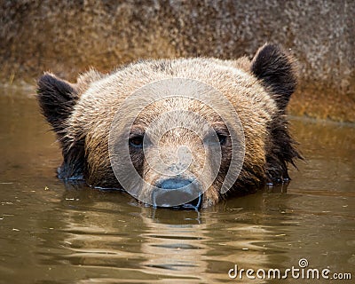 Grizzly Bear Stock Photo