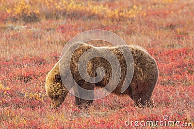 Grizzly Bear on the Alaska Tundra in Fall Stock Photo